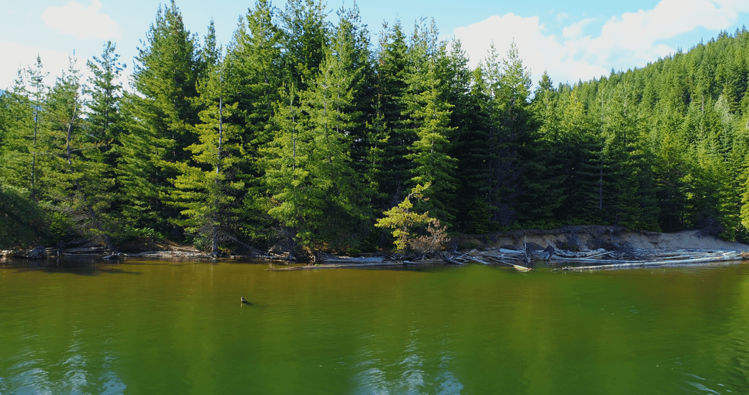 Tranquil Pine Forest Reflection on Clear River