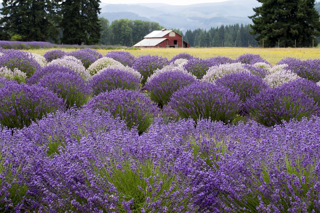 Lavender Fields with Rustic Farmhouse in Bloom