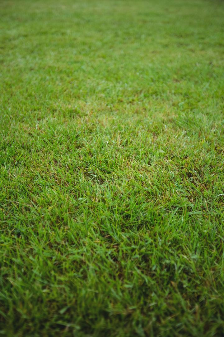 Green grass field background - Free Images, Stock Photos and Pictures on Pikwizard.com