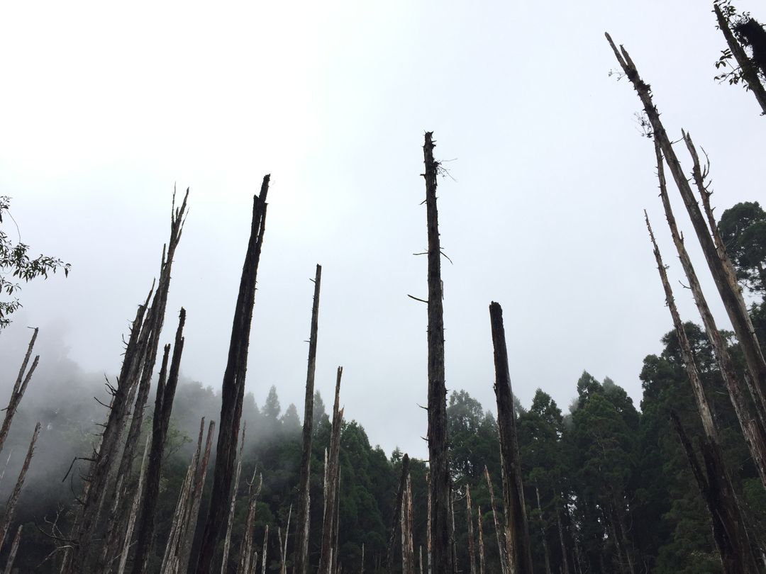 Dead Trees in Misty Forest - Free Images, Stock Photos and Pictures on Pikwizard.com