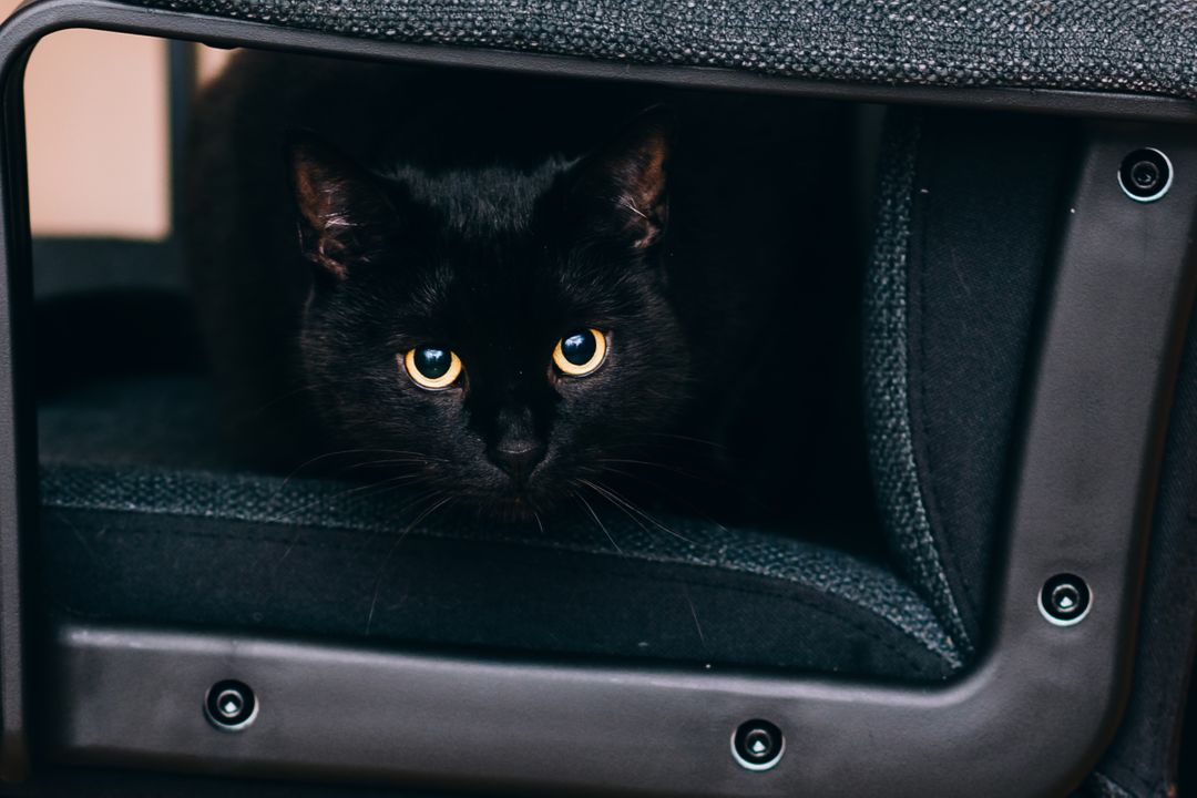 Adorable Black Cat Hiding Under Furniture with Curious Eyes - Free Images, Stock Photos and Pictures on Pikwizard.com