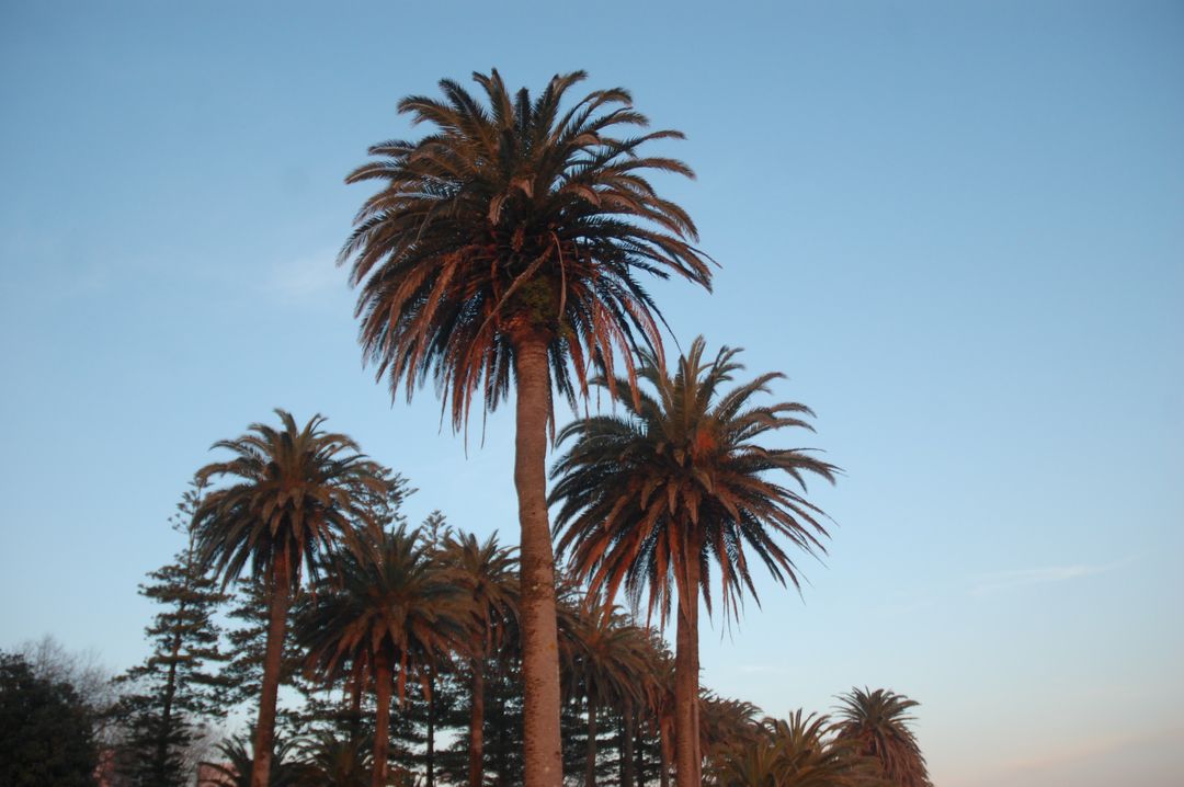 Tall Palm Trees Against Clear Blue Sky at Sunset - Free Images, Stock Photos and Pictures on Pikwizard.com