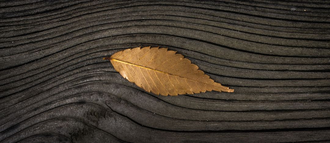 Golden Leaf on Textured Wooden Surface - Free Images, Stock Photos and Pictures on Pikwizard.com
