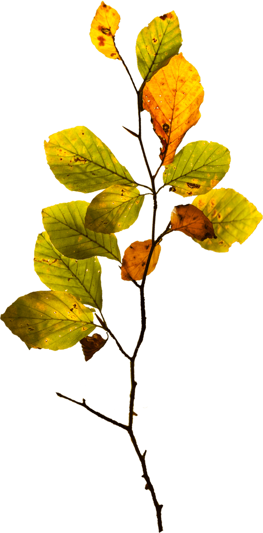 Transparent Illustration of Branch with Yellow Leaves in Autumn Style