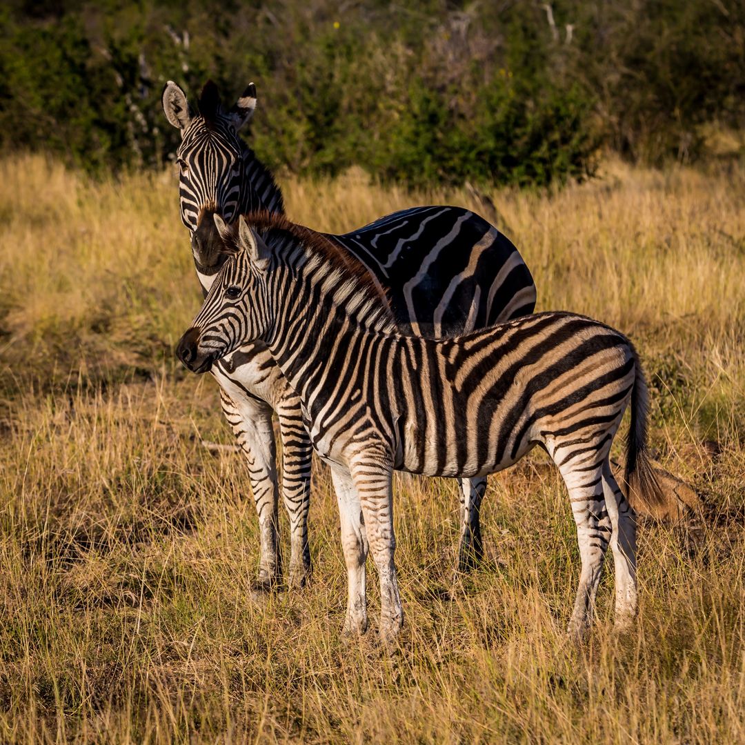 Zebras Grazing Contentedly in Golden Savannah