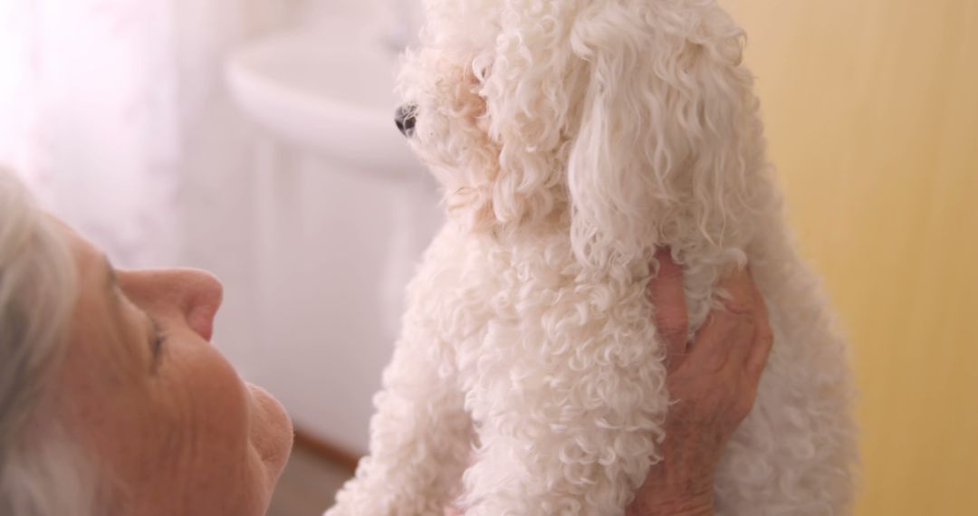 Elderly Woman Embracing Small White Fluffy Dog in a Cozy Home - Free Images, Stock Photos and Pictures on Pikwizard.com