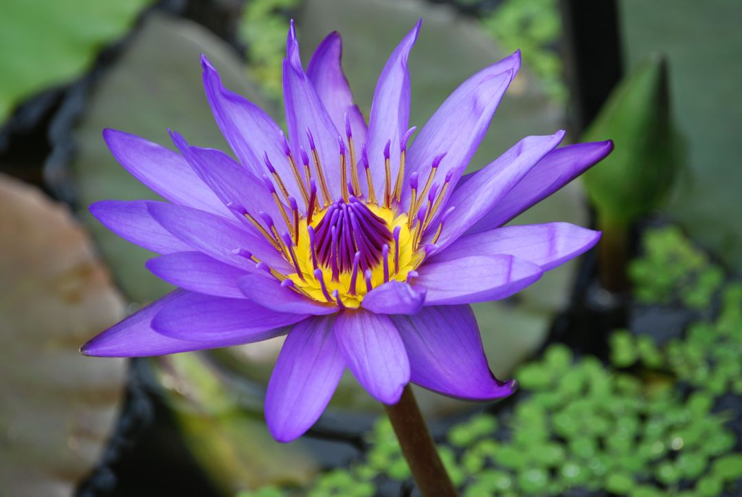 Stunning Purple Lotus Flower in Full Bloom on Pond - Free Images, Stock Photos and Pictures on Pikwizard.com