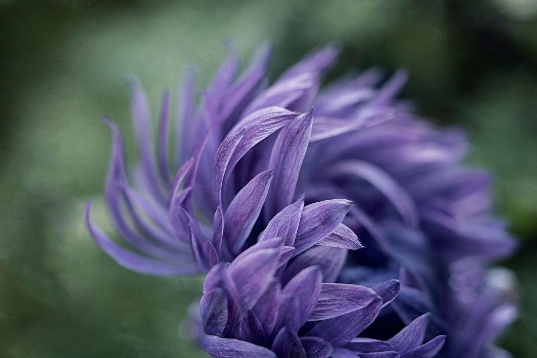 Purple chrysanthemum petals close-up with soft green bokeh and dreamy macro detail