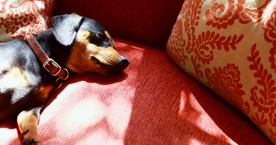 Black and Tan Dachshund Sleeping on Red Sofa - Free Images, Stock Photos and Pictures on Pikwizard.com