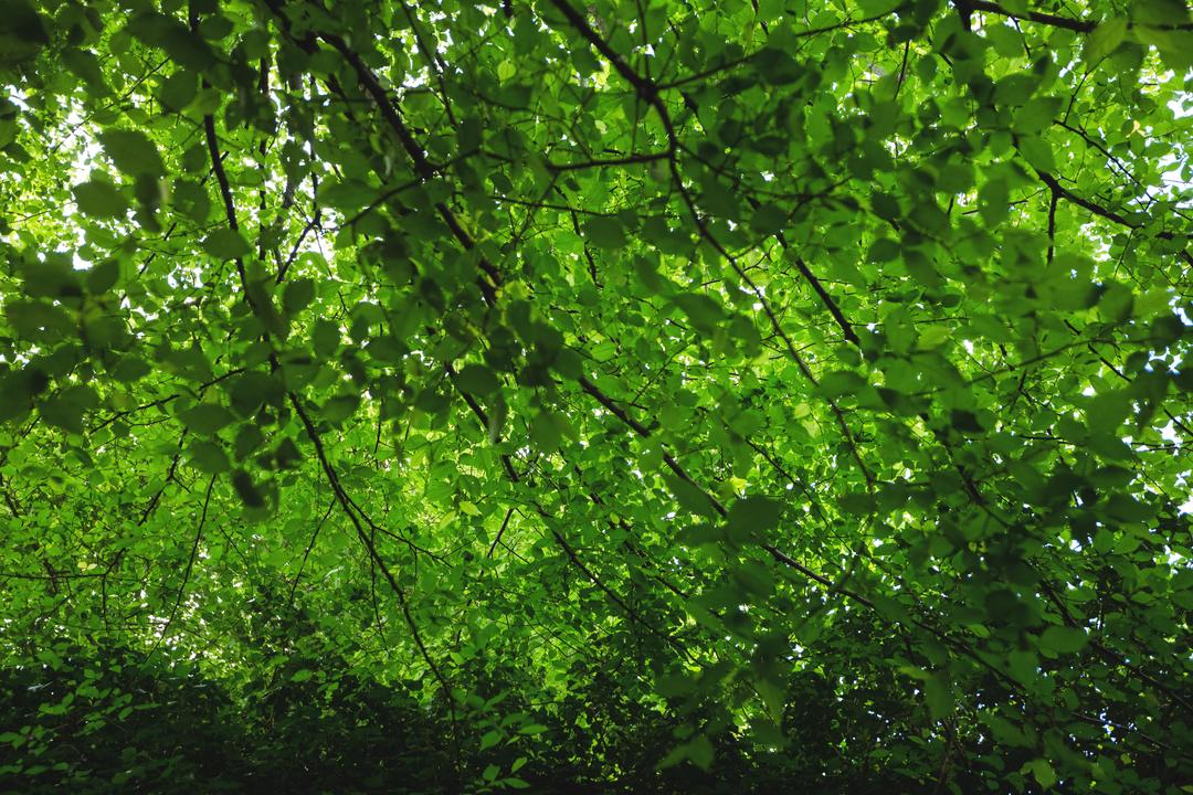 Green Canopy in Lush Forest - Free Images, Stock Photos and Pictures on Pikwizard.com