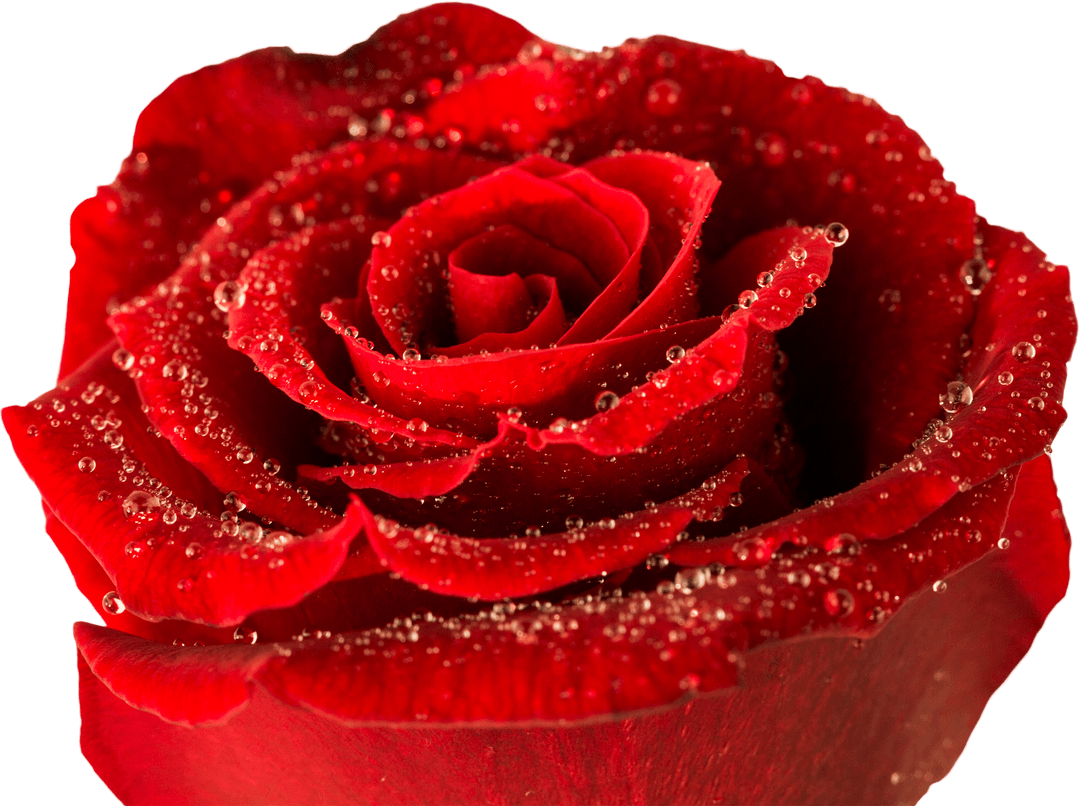 Transparent Dew-Covered Red Rose Bloom in Detail