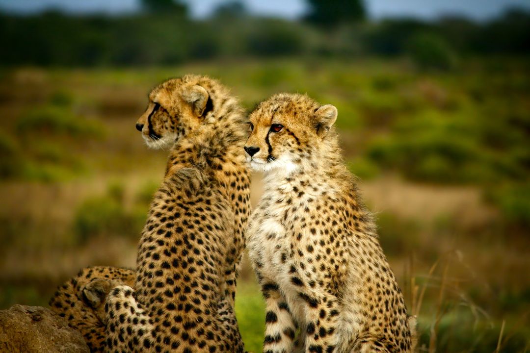 Two Cheetahs Sitting in Natural Habitat - Free Images, Stock Photos and Pictures on Pikwizard.com