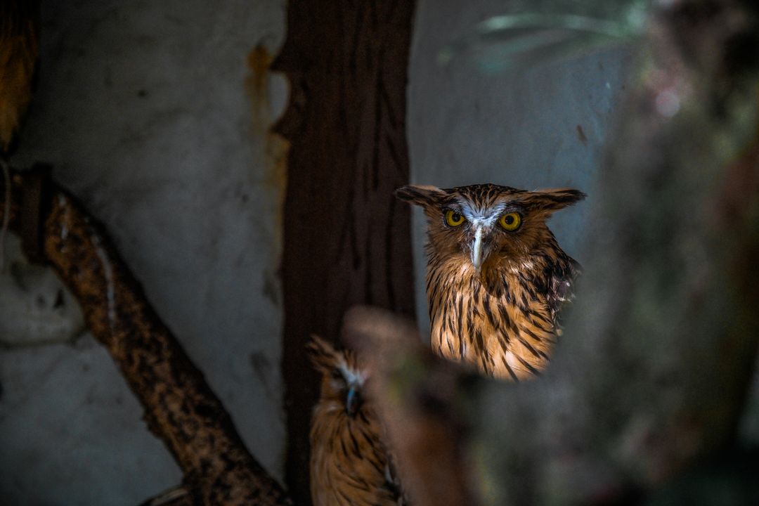 Bird animal owl wildlife - Free Images, Stock Photos and Pictures on Pikwizard.com