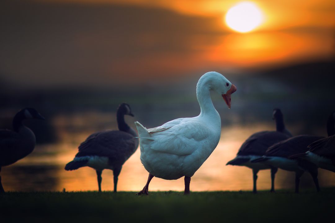 White Goose at Sunset with Other Geese by the Lake - Free Images, Stock Photos and Pictures on Pikwizard.com