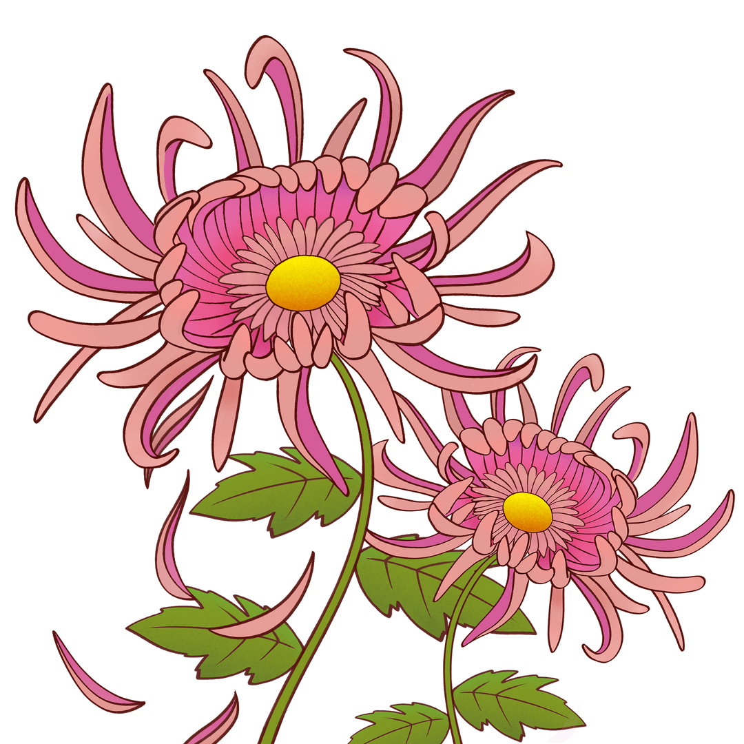 Pink Spider Mums Transparent Background Botanical Illustration