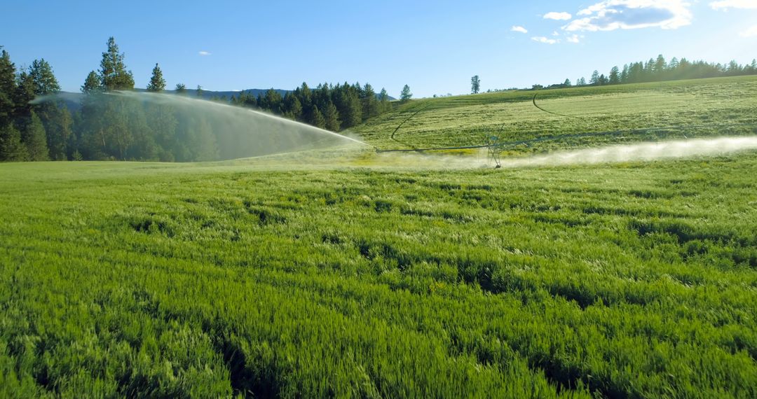 Lush Green Field with Sprinkler Irrigating Crops on Sunny Day - Free Images, Stock Photos and Pictures on Pikwizard.com