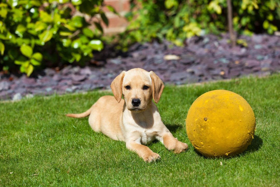 Adorable Labrador Puppy Playing in Garden with Yellow Ball - Free Images, Stock Photos and Pictures on Pikwizard.com