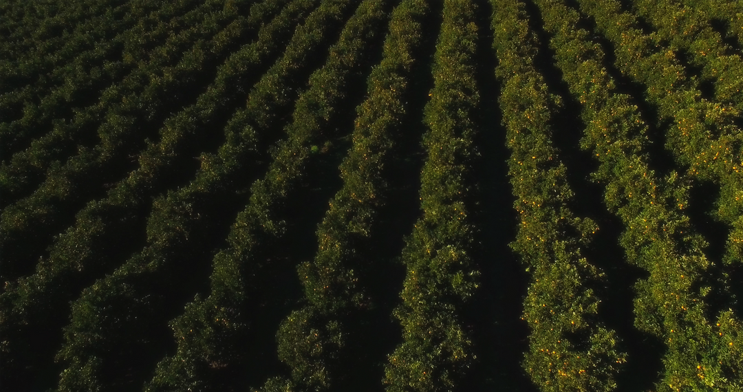 Rows of Transparent Agricultural Fields in Full Frame - Download Free Stock Images Pikwizard.com