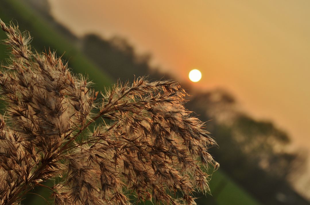 Serene sunset over field with feathery plant in foreground - Free Images, Stock Photos and Pictures on Pikwizard.com