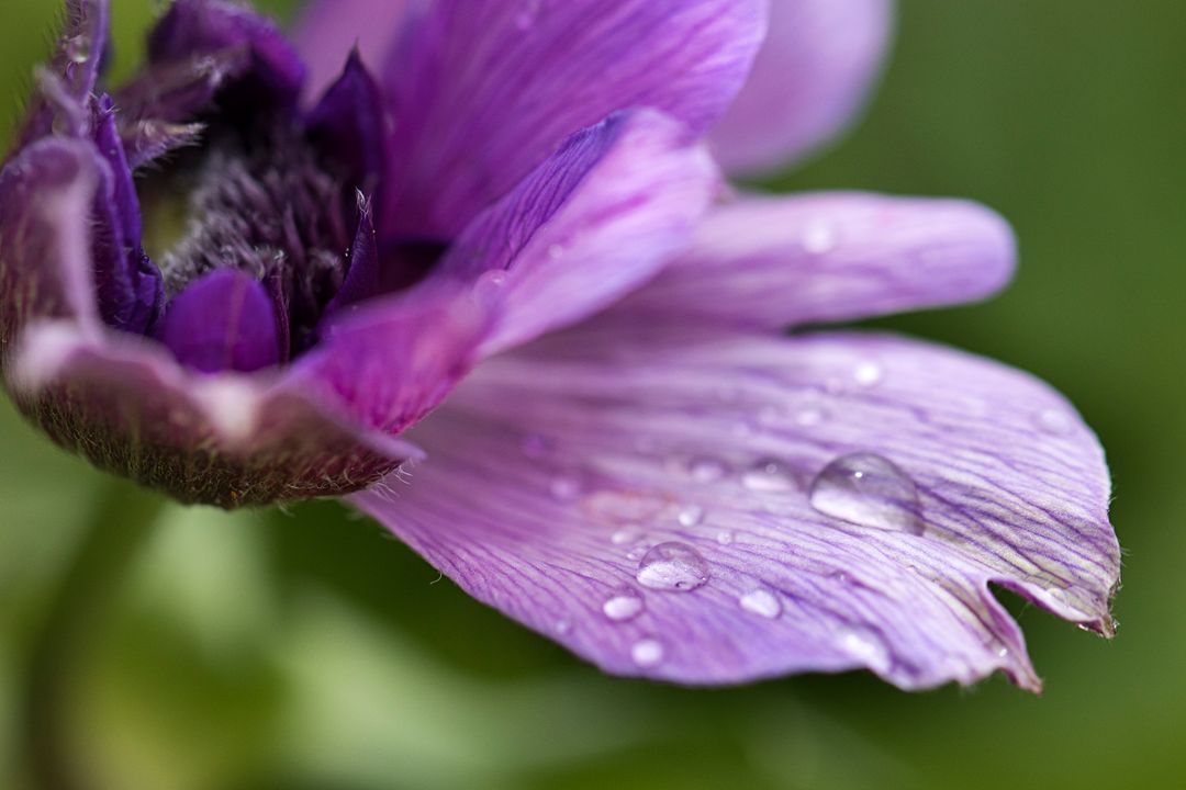 Close-up of purple anemone petal showing water droplets and delicate veins with soft green bokeh
