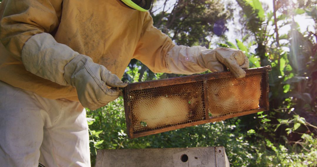 Beekeeper Inspecting Honeycomb in Garden - Free Images, Stock Photos and Pictures on Pikwizard.com