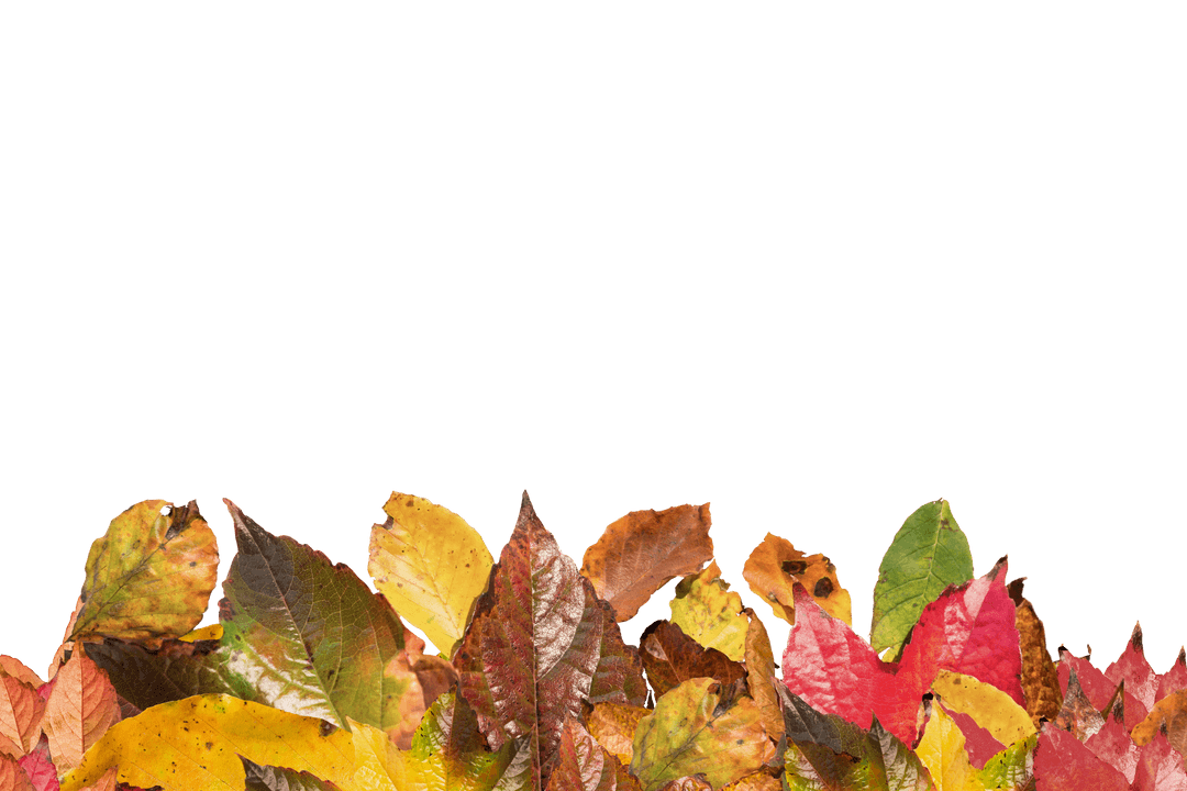 Transparent Fall Leaves Arrangement with Copy Space