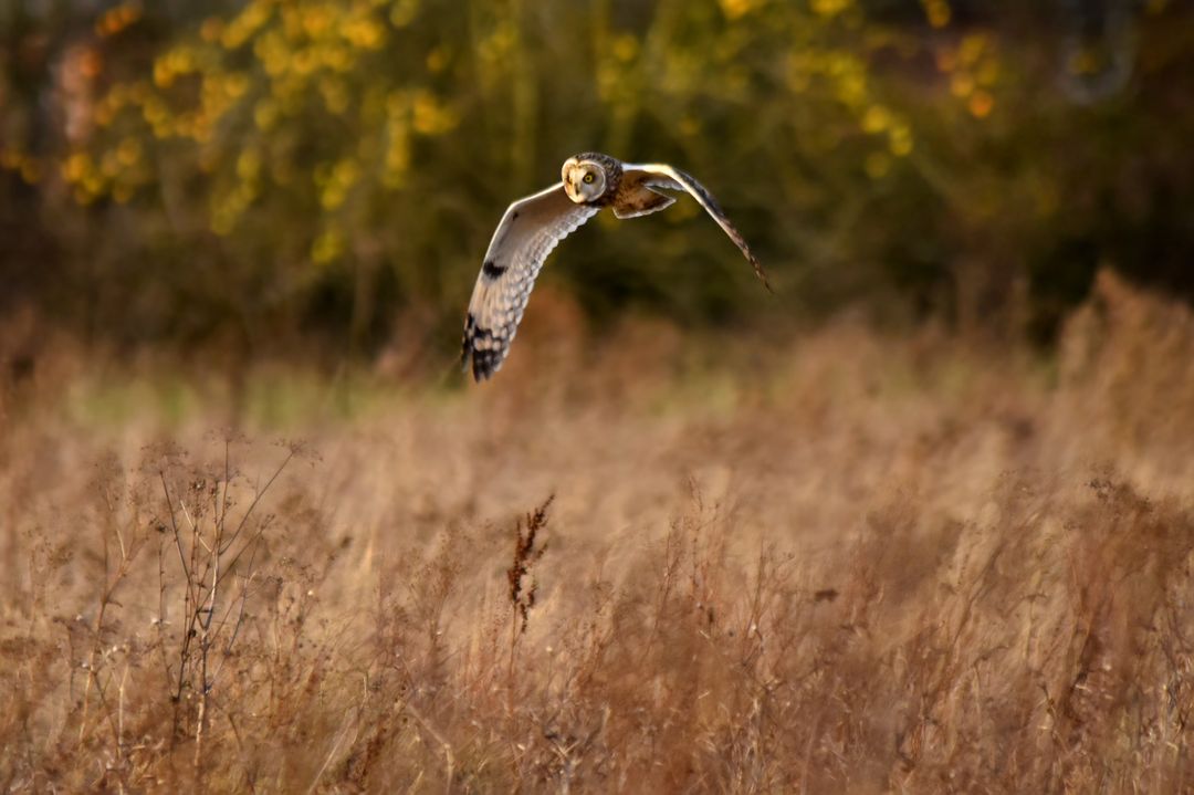 Short-eared Owl Hunting Over Autumn Meadow - Free Images, Stock Photos and Pictures on Pikwizard.com