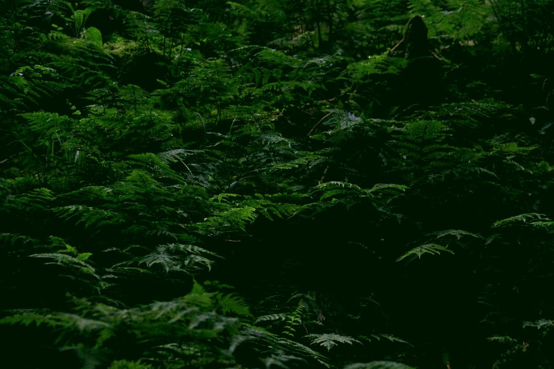 Dark and Lush Forest Foliage in Dense Woodlands - Free Images, Stock Photos and Pictures on Pikwizard.com