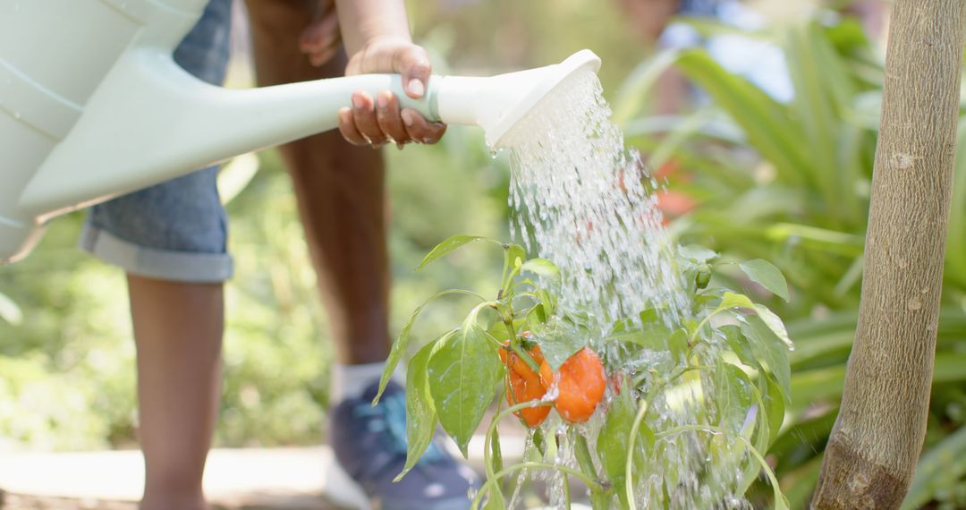 Person Watering Plants in Garden on Bright Sunny Day - Free Images, Stock Photos and Pictures on Pikwizard.com