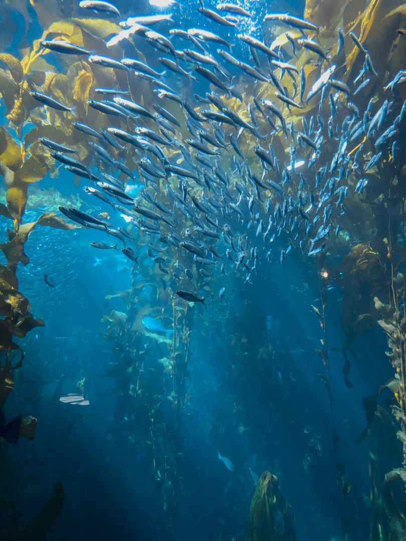 Impressive school of small fish in underwater kelp forest