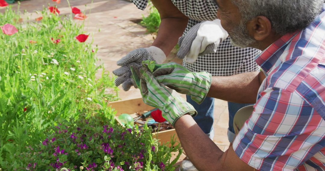 Image of african american senior couple gardening, planting flowers - Free Images, Stock Photos and Pictures on Pikwizard.com