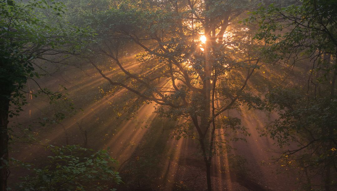 Golden Sunbeams Piercing Misty Forest Canopy at Dawn