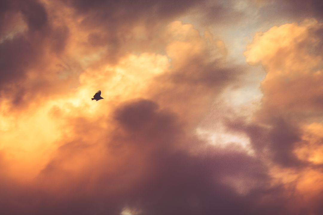 Bird Soaring Through Dramatic Sunset Clouds - Free Images, Stock Photos and Pictures on Pikwizard.com