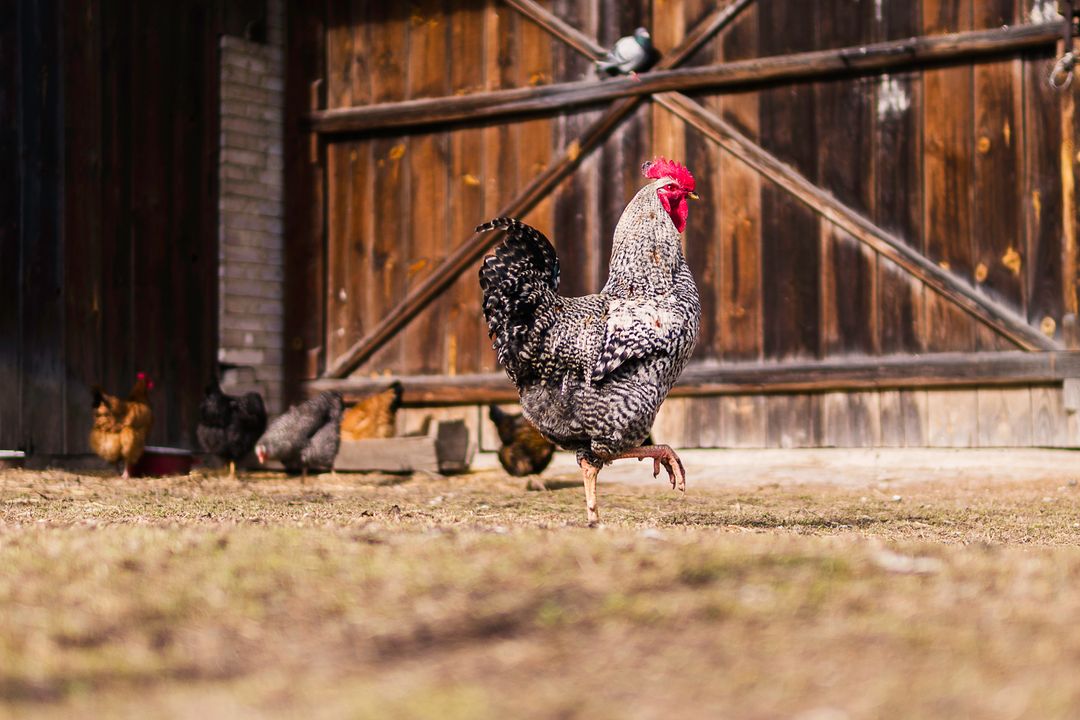 Majestic Rooster Standing in Barnyard on Rustic Farm