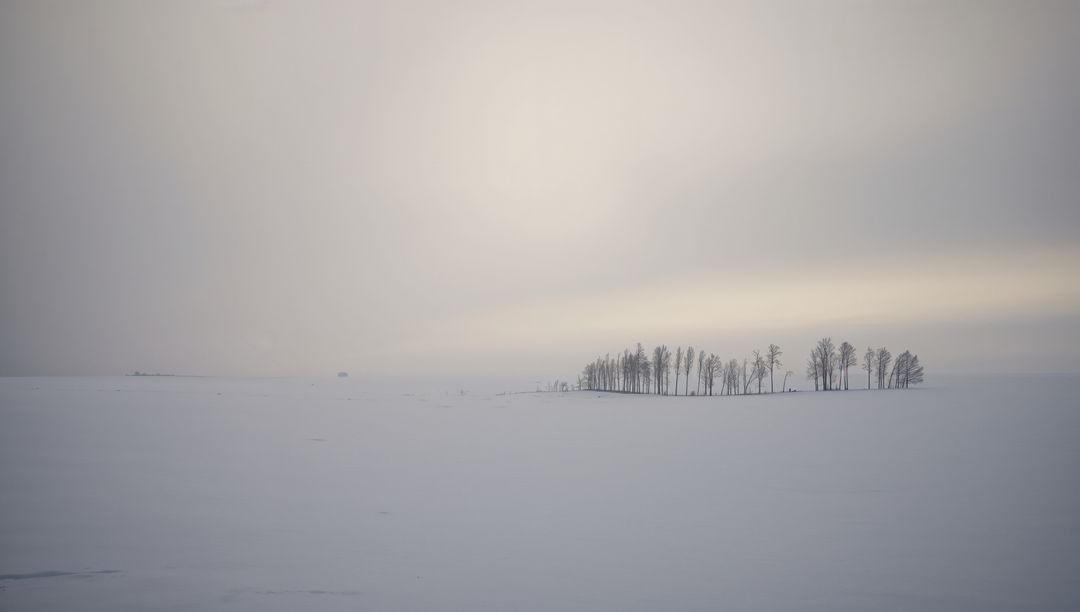 Minimal winter landscape with lone tree grove on vast snowy plain under soft muted sky