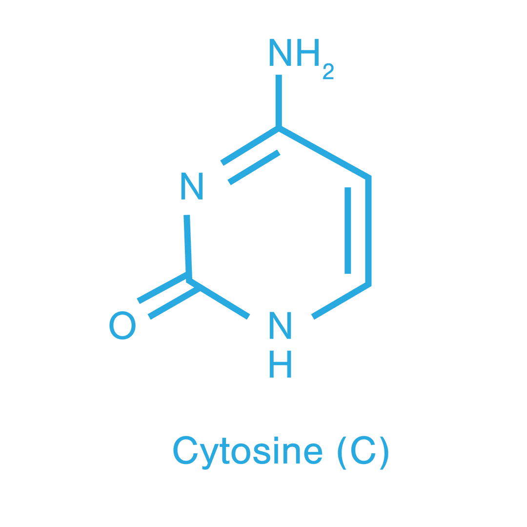 Transparent Cytosine Molecular Structure Illustration