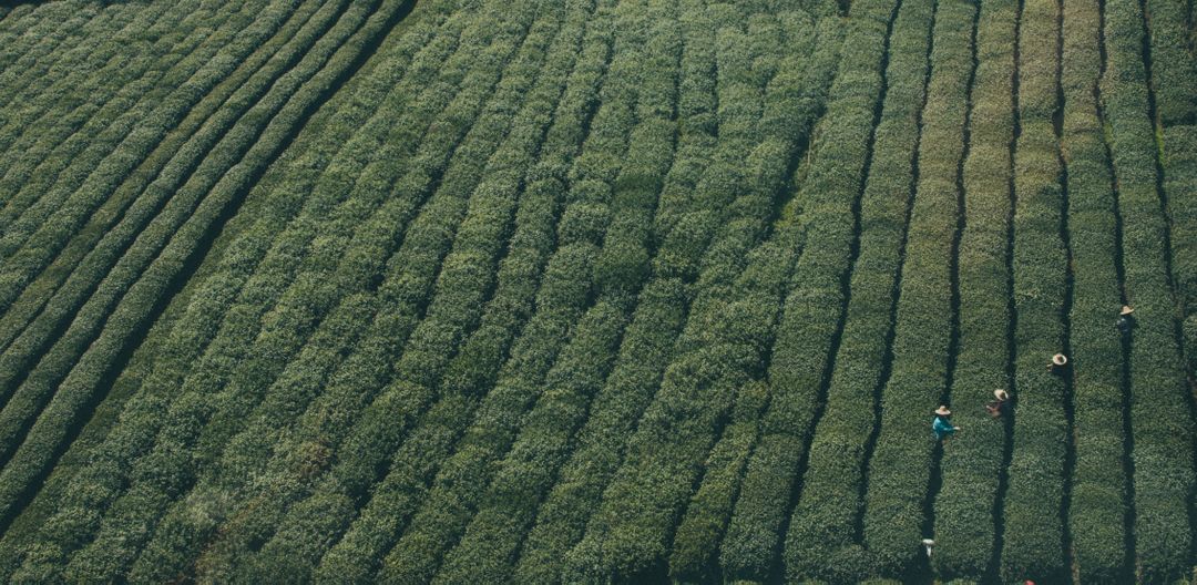 Aerial View of Farmers Working in Lush Green Tea Plantation Fields - Free Images, Stock Photos and Pictures on Pikwizard.com