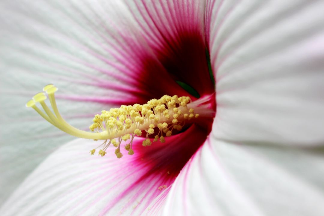 Close-Up of White Hibiscus Flower with Pink Center - Free Images, Stock Photos and Pictures on Pikwizard.com