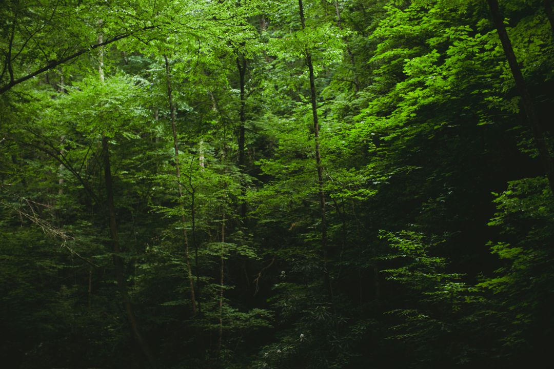 Lush Green Forest Trees with Dense Foliage - Free Images, Stock Photos and Pictures on Pikwizard.com