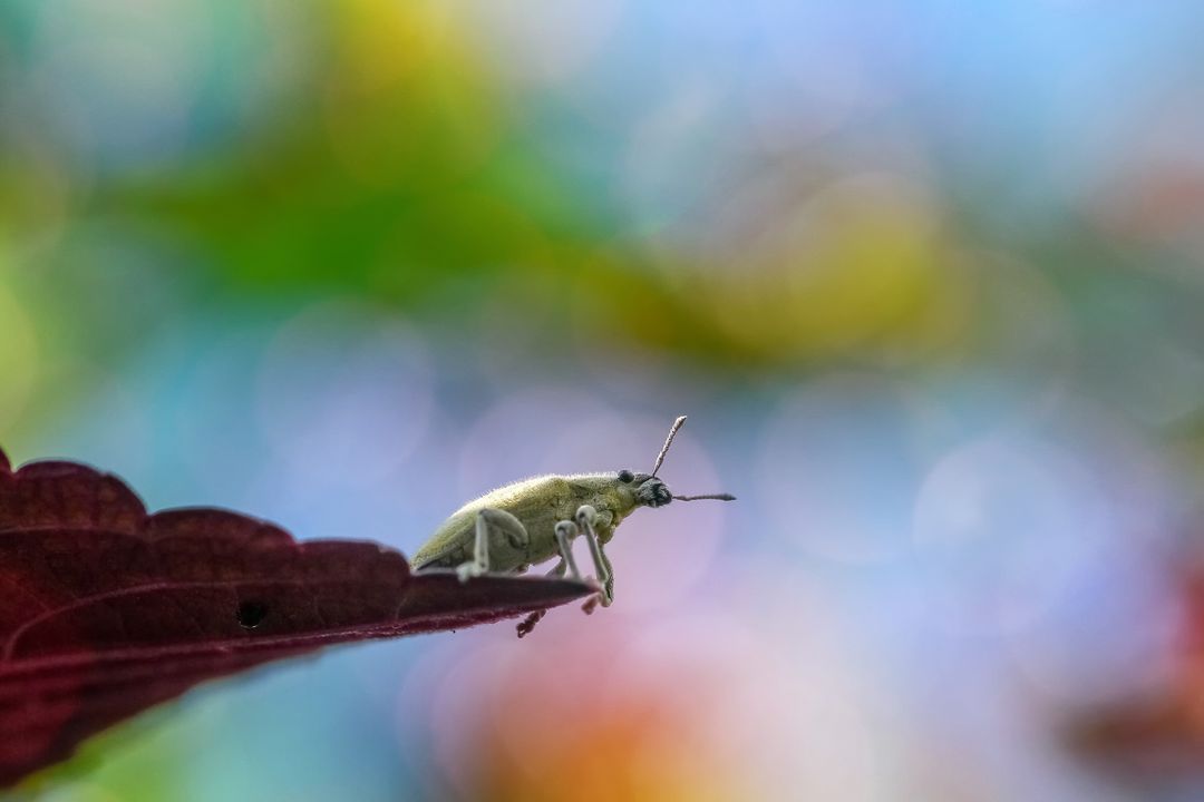 Close-Up of Weevil on Leaf with Colorful Bokeh Background - Free Images, Stock Photos and Pictures on Pikwizard.com