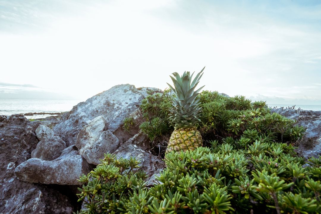 Pineapple Growing Among Coastal Rocks with Ocean View - Free Images, Stock Photos and Pictures on Pikwizard.com