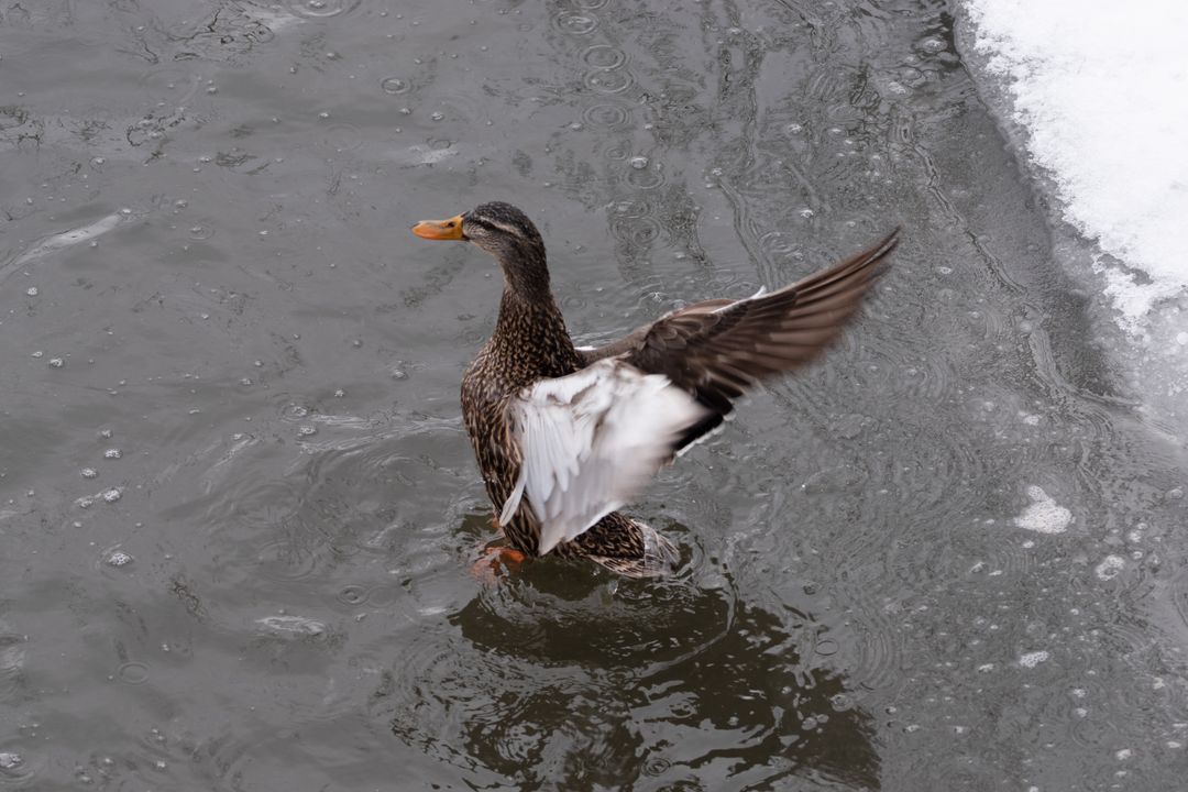 Female mallard flapping wings on icy pond with snow edge and rippling gray water