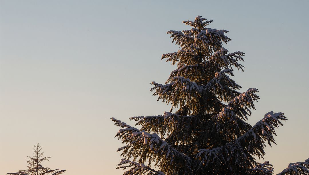 Sunlight Warming Snow-Covered Fir Tree at Dusk with Soft Gradient Sky