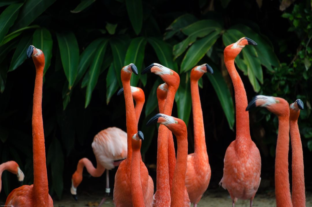 Group of Flamingos in Tropical Habitat - Free Images, Stock Photos and Pictures on Pikwizard.com