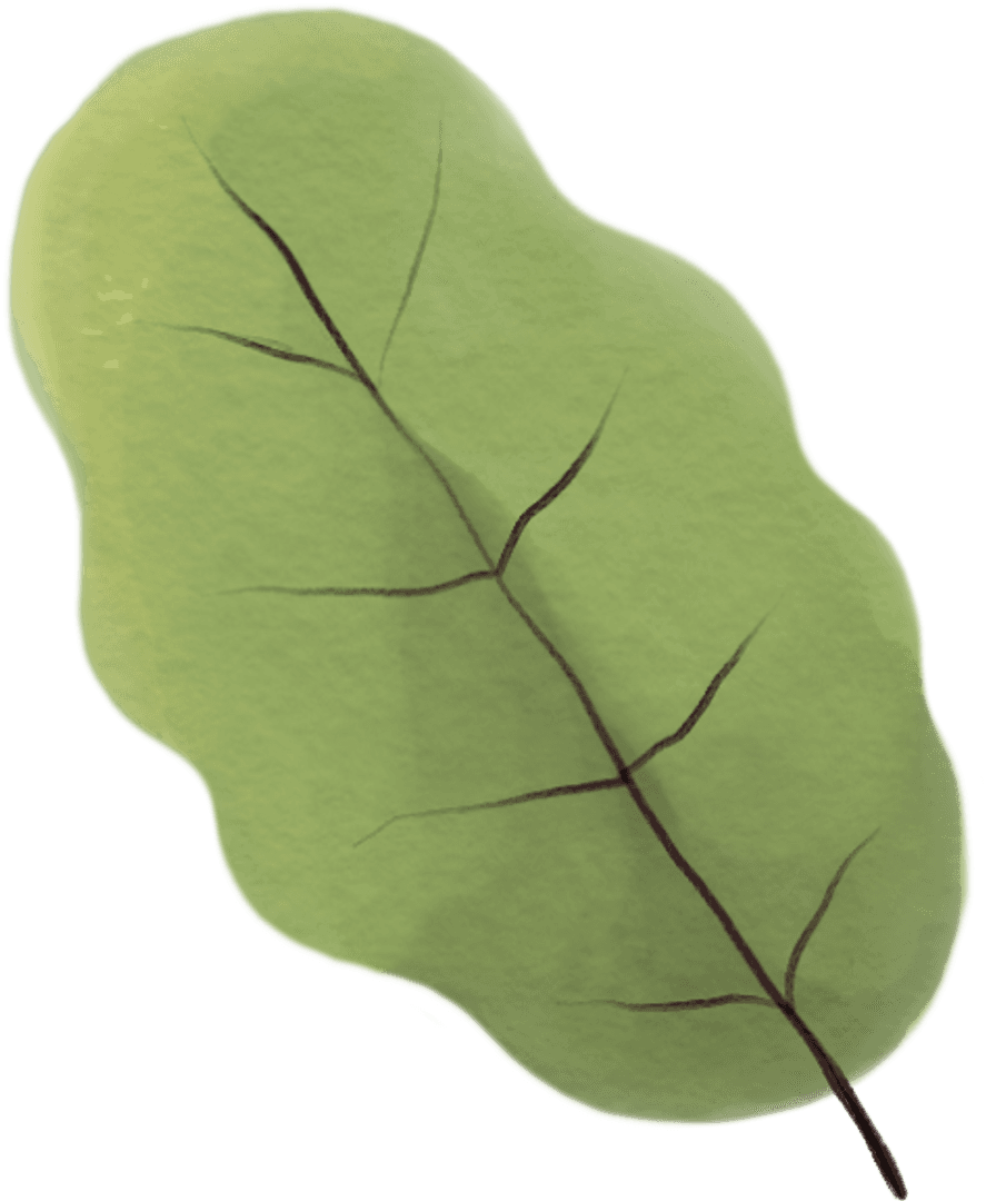 Green Leaf on Transparent Background for Spring and Nature Designs