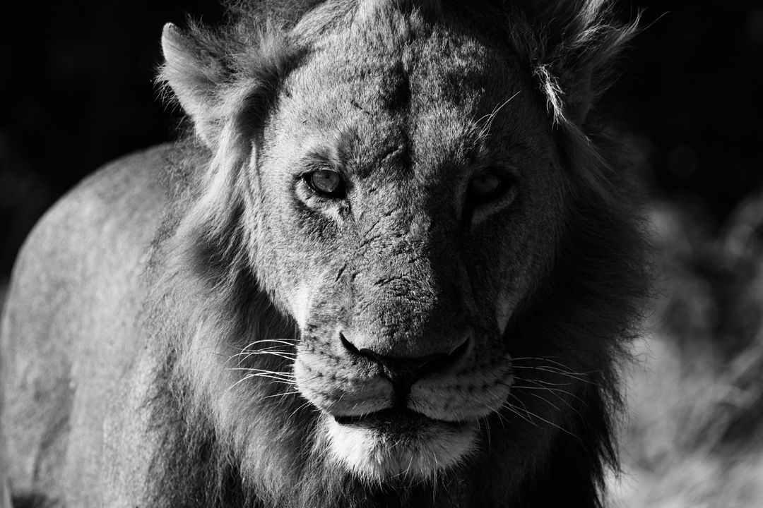 Close-Up of Majestic Lion in Black and White - Free Images, Stock Photos and Pictures on Pikwizard.com