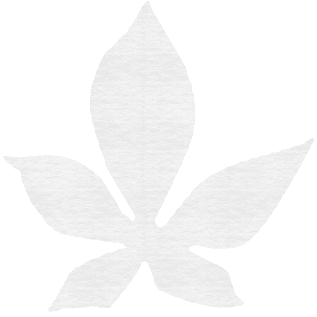 Decorative Leaf Silhouette on Transparent Background