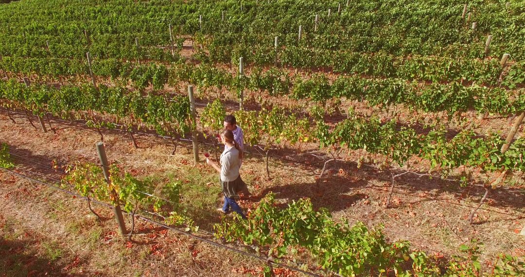 Couple Walking in Vineyard on Sunny Day - Free Images, Stock Photos and Pictures on Pikwizard.com