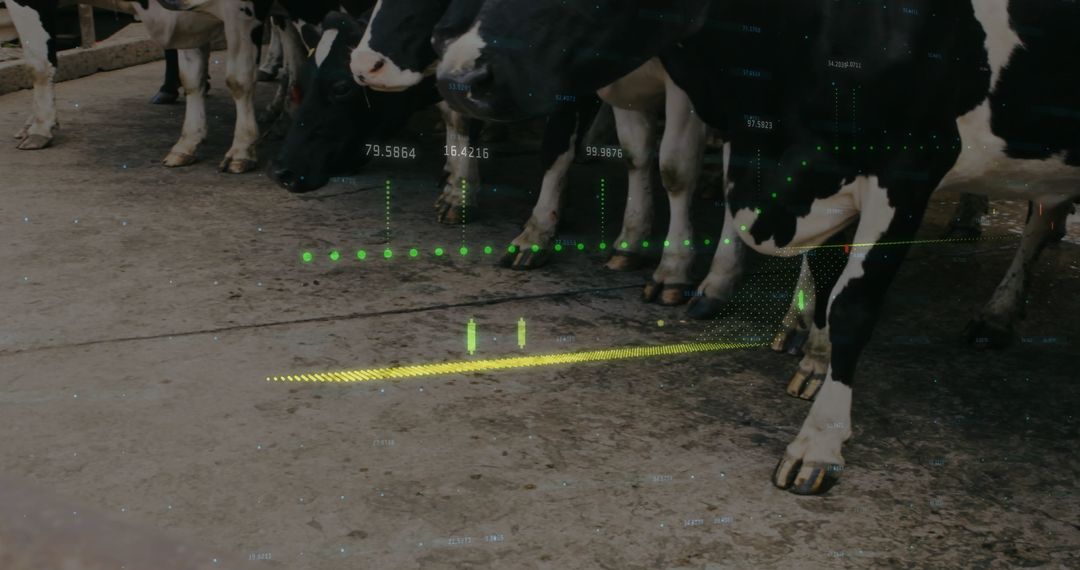 Dairy Cows with Technology Data Overlay Innovating Agriculture