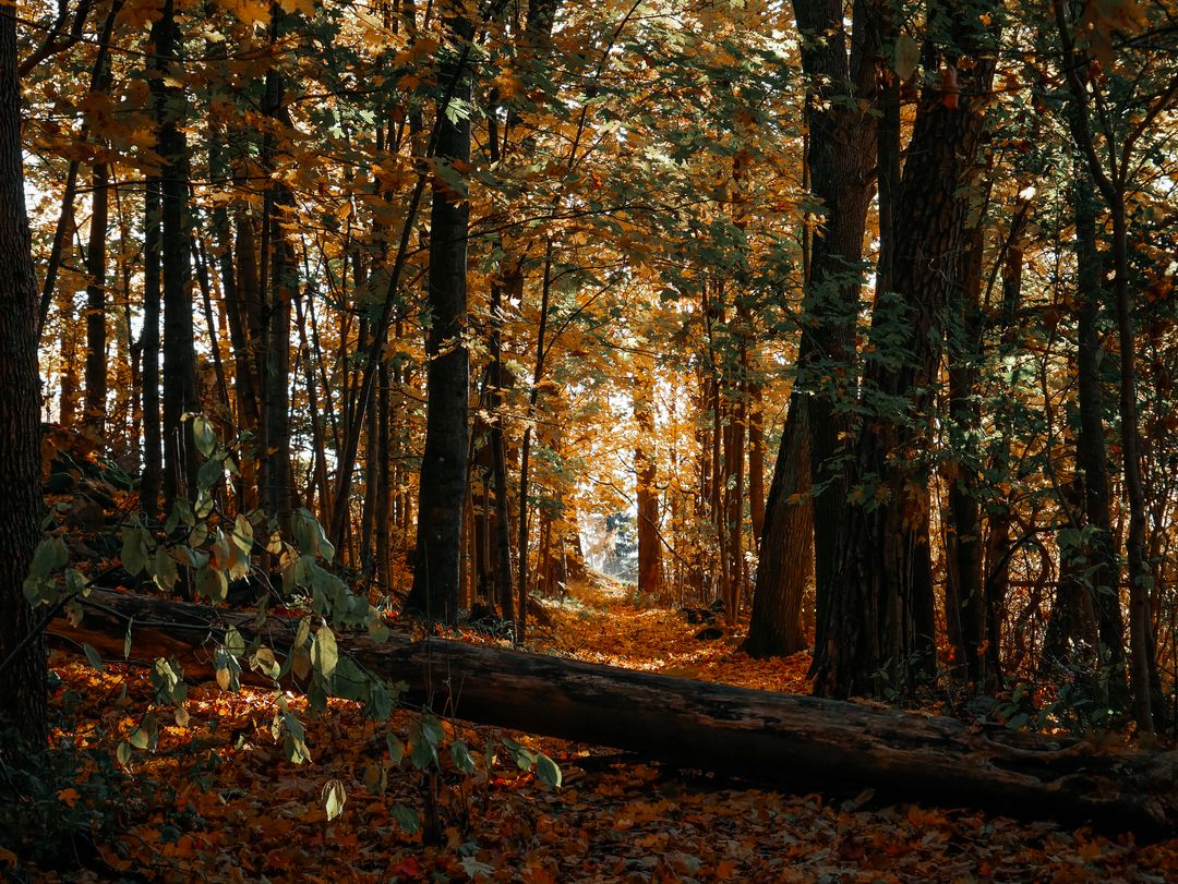 Sunlit Autumn Forest with Fallen Leaves and Pathway